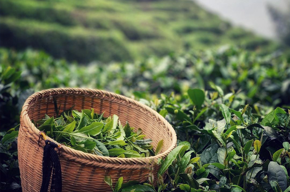 Longjing Tea